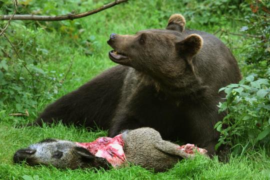 Braunbaer-Braun-Baer-Ursus-arctos-brown-bear